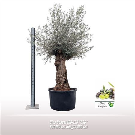 Olea Europaea On Stem Premium