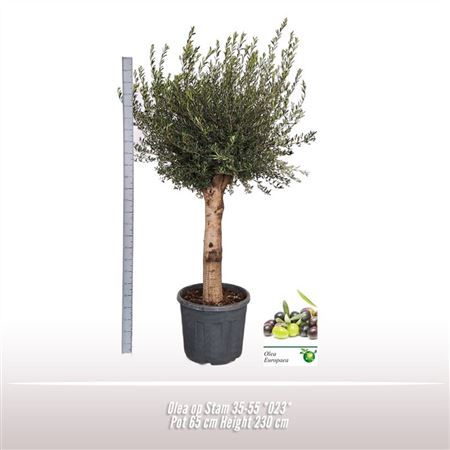 Olea Europaea On Stem Premium