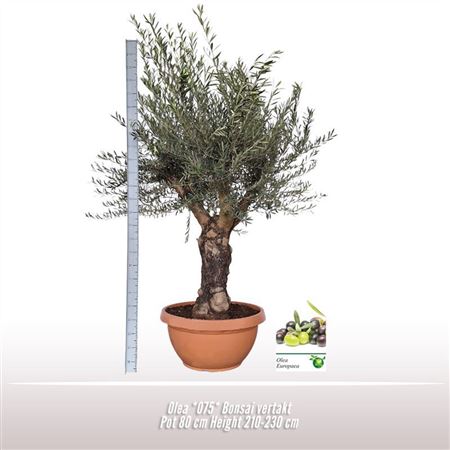 Olea Europaea On Stem Premium