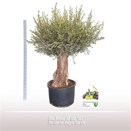 Olea Europaea On Stem Premium