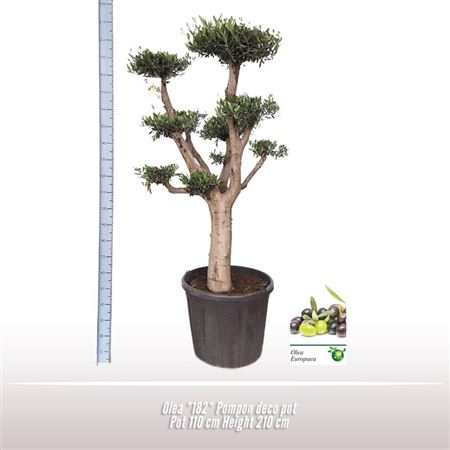 Olea Europaea On Stem