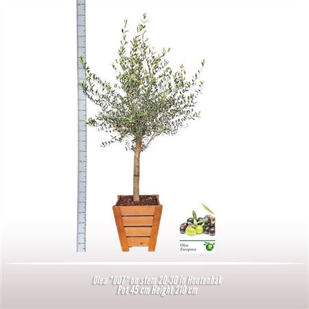 Olea Europaea On Stem Premium
