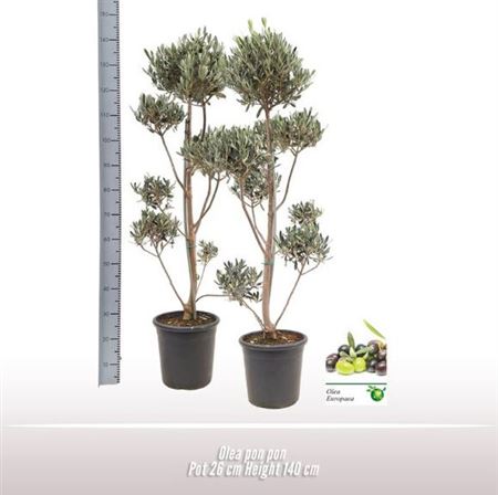 Olea Europaea On Stem Premium
