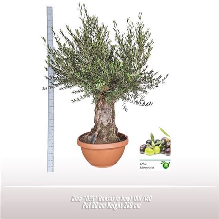 Olea Europaea On Stem Premium