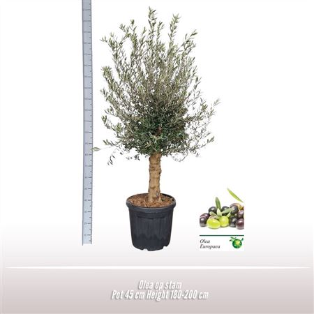 Olea Europaea On Stem Premium