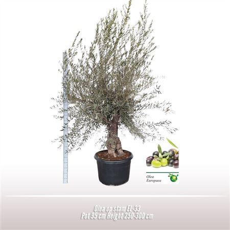 Olea Europaea On Stem Premium