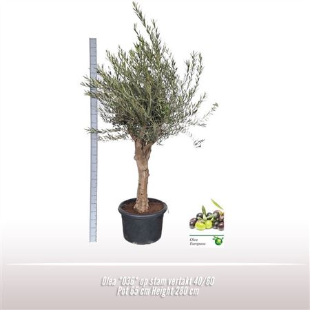 Olea Europaea On Stem Premium