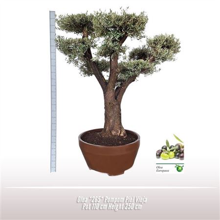 Olea Europaea On Stem Premium