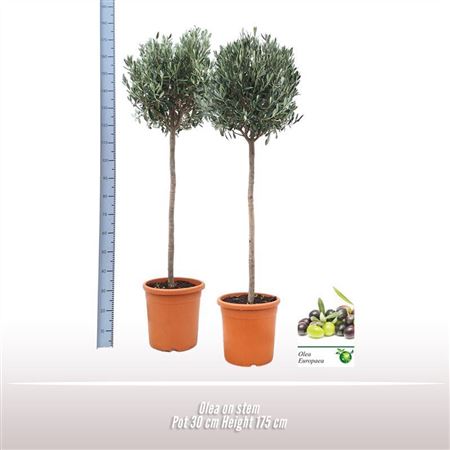 Olea Europaea On Stem Premium