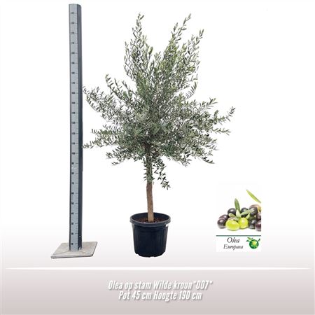 Olea Europaea On Stem Wild