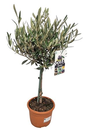 Olea Europaea On Stem Premium