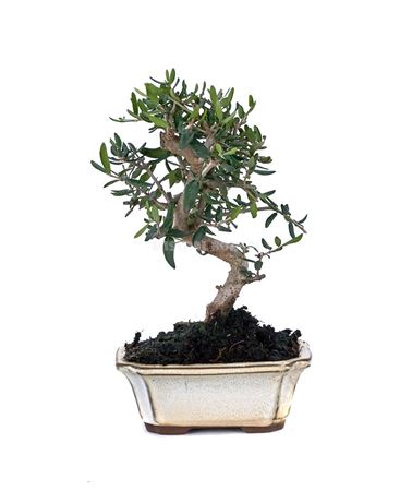 Bonsai Outdoor Olea Europaea Sylvestris