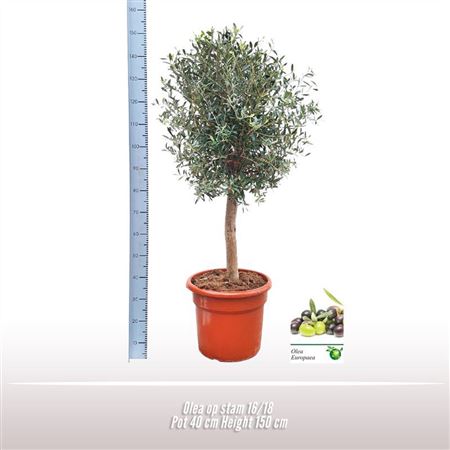 Olea Europaea On Stem Premium