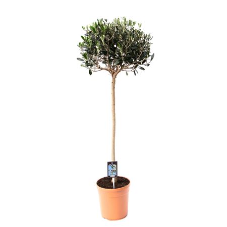 Olea Europaea On Stem Premium
