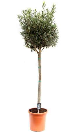 Olea Europaea On Stem Premium