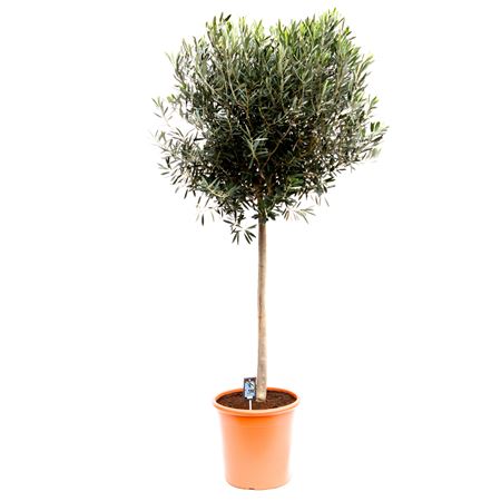 Olea Europaea On Stem Premium