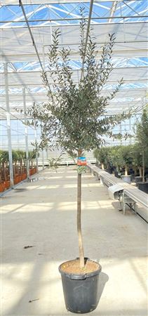 Olea Europaea On Stem Premium