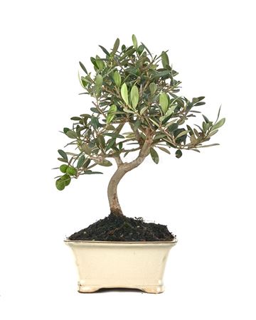 Bonsai Outdoor Olea Europaea Ball In S-shape (outd