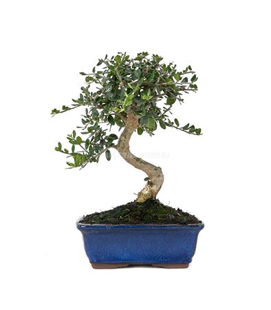 Bonsai Outdoor Olea Europaea Sylvestris Ball In S-