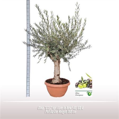 Olea Europaea On Stem Premium