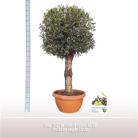 Olea Europaea On Stem Premium