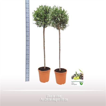Olea Europaea On Stem Premium