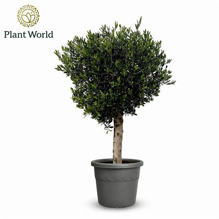 Olea Europaea On Stem Premium