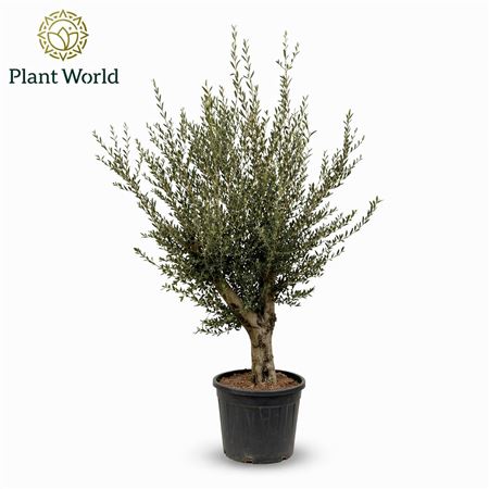 Olea Europaea On Stem Premium