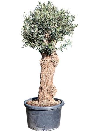 Olea Europaea On Stemm