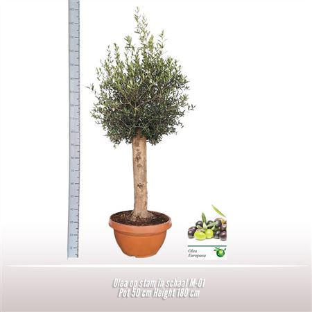 Olea Europaea On Stem Premium