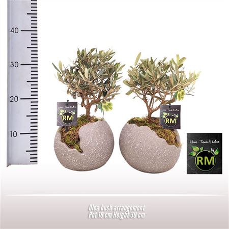 Olea Europaea On Stem Premium