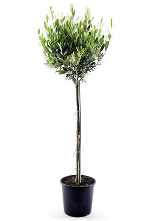 Olea Europaea On Stem Premium