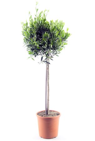 Olea Europaea On Stem Premium