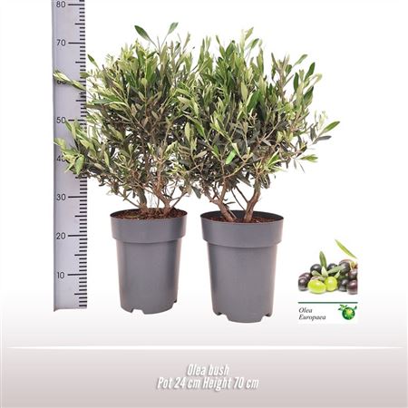 Olea Europaea On Stem Premium