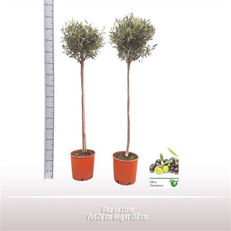 Olea Europaea On Stem Premium