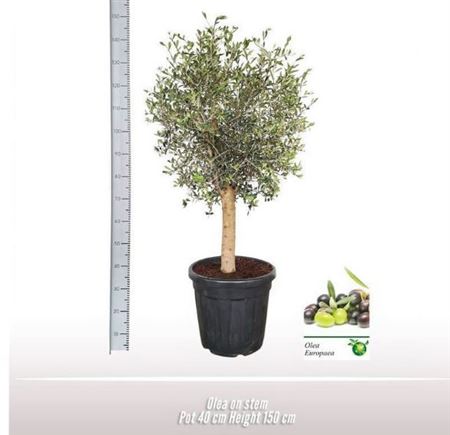 Olea Europaea On Stem Premium