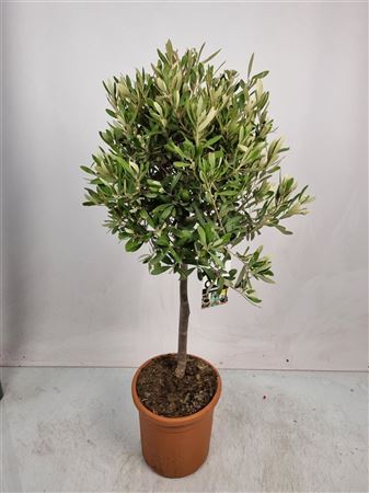 Olea Europaea On Stem Premium