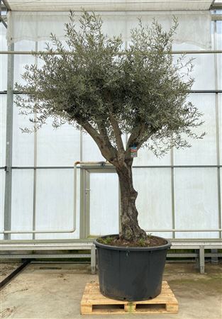 Olea Europaea On Stem Premium