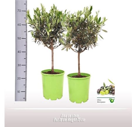Olea Europaea On Stem Premium