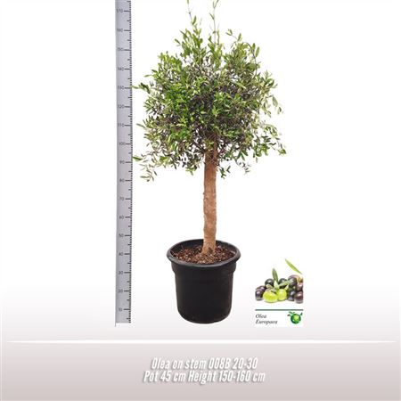 Olea Europaea On Stem Premium