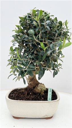 Olea Europaea, Pot 21 .