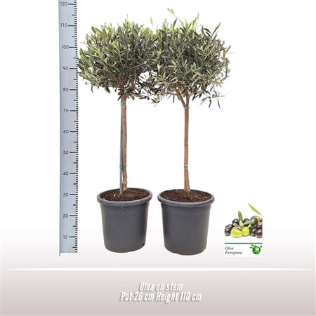 Olea Europaea On Stem Premium