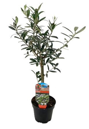 Olea Europaea On Stem