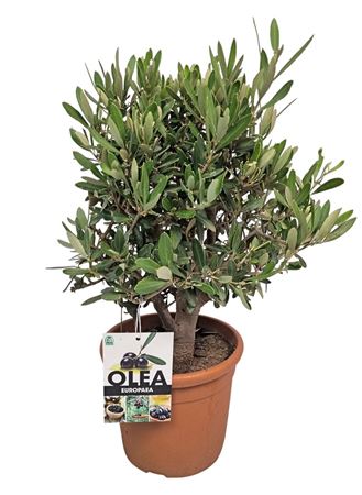 Olea Europaea On Mini-stem