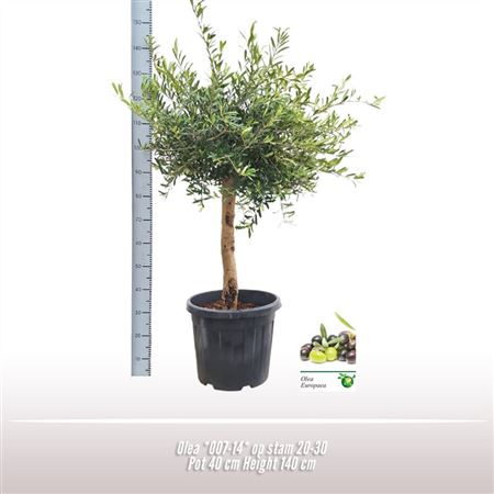 Olea Europaea On Stem