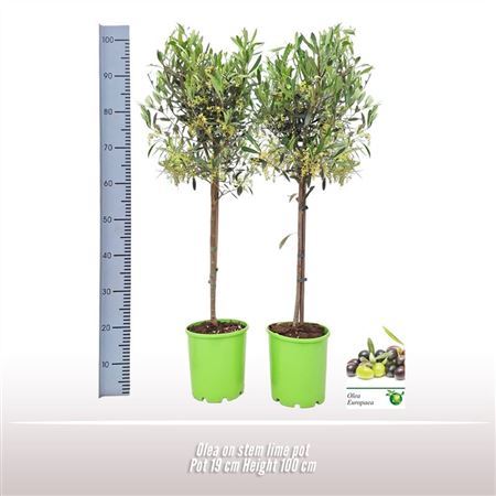 Olea Europaea On Stem