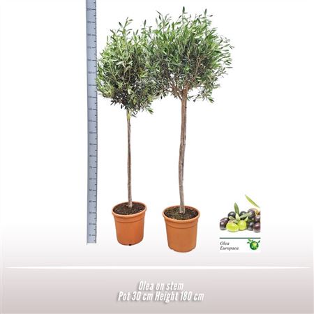 Olea Europaea On Stem
