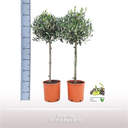 Olea Europaea On Stem