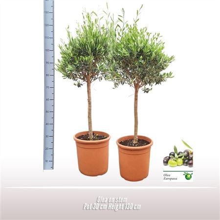 Olea Europaea On Stem