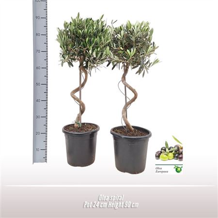 Olea Europaea Spiral Stem